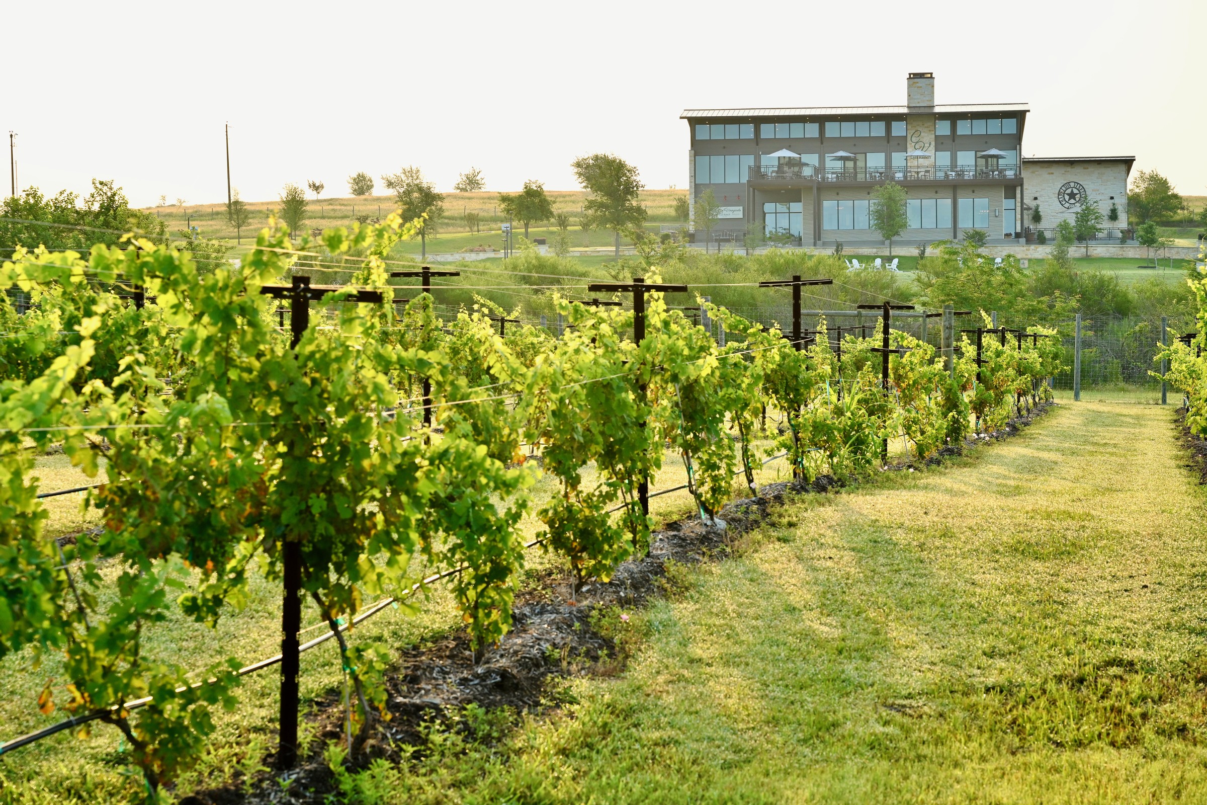 Chapelton Vineyards